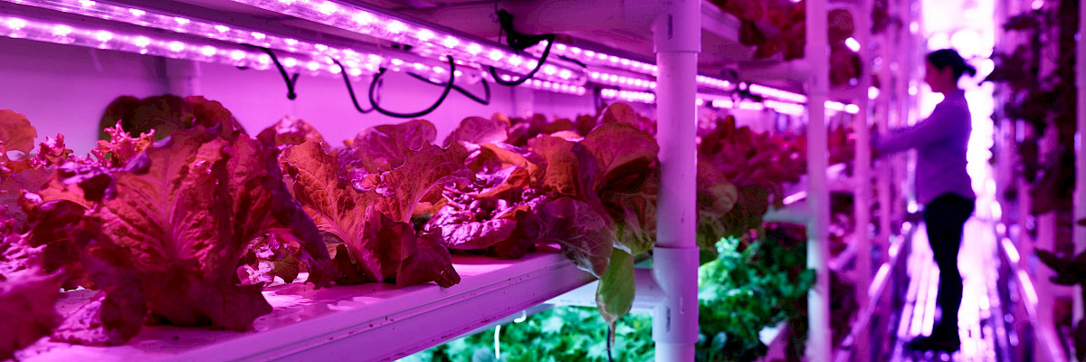 Arctic Food Innovation Cluster