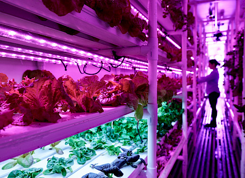 Arctic Food Innovation Cluster