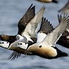 Eiders in flight