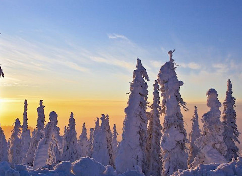 Snow-covered trees in winter