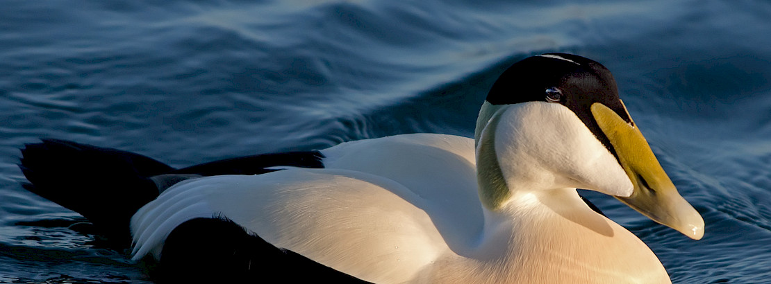Common Eider.