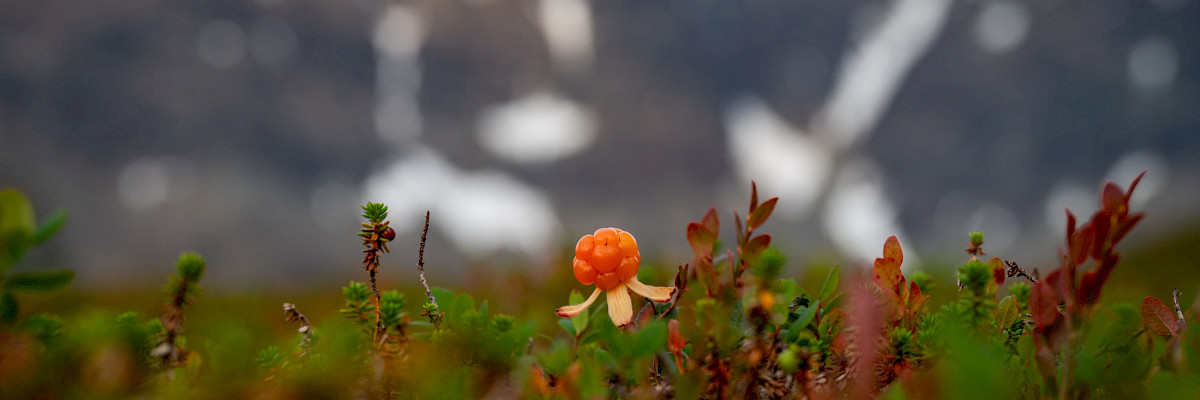 Cloudberry