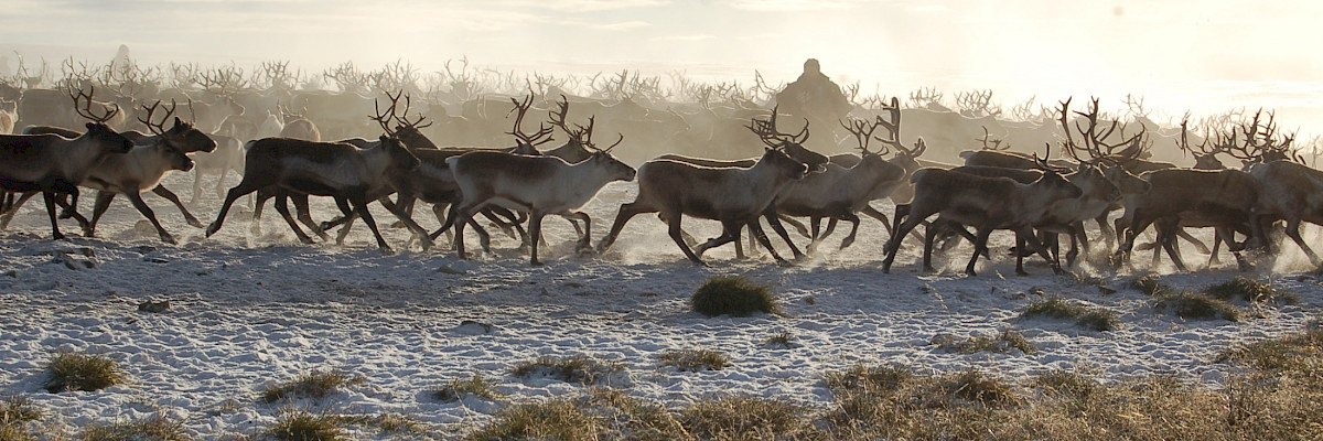 Reindeer herding in Gálggojávri, Northern Finland