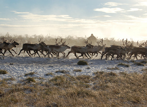 Reindeer herding in Gálggojávri, Northern Finland