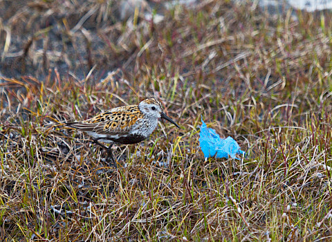 Dunlin with plastic exposure on the tundra