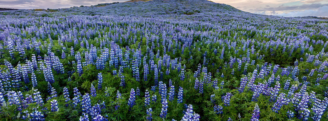Lupine