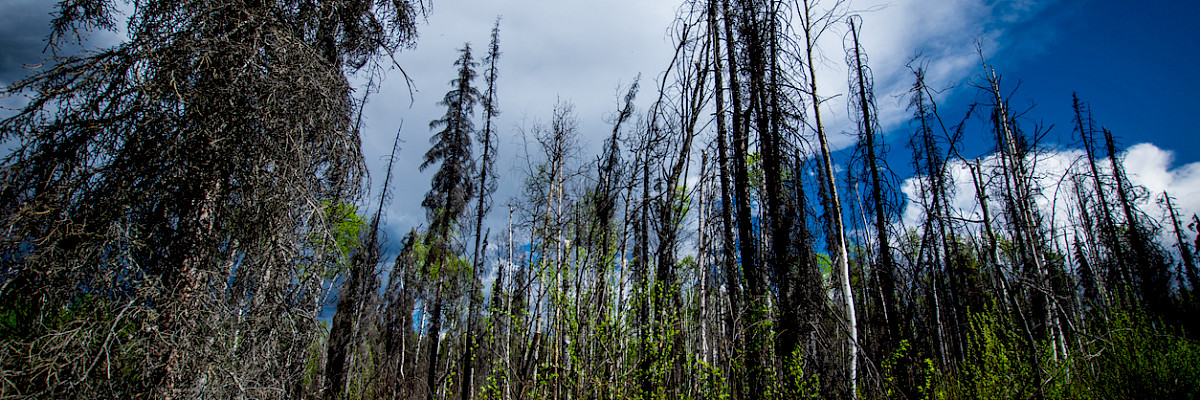 Burnt trees in Alaska. Photo: iStock / A&J Photos