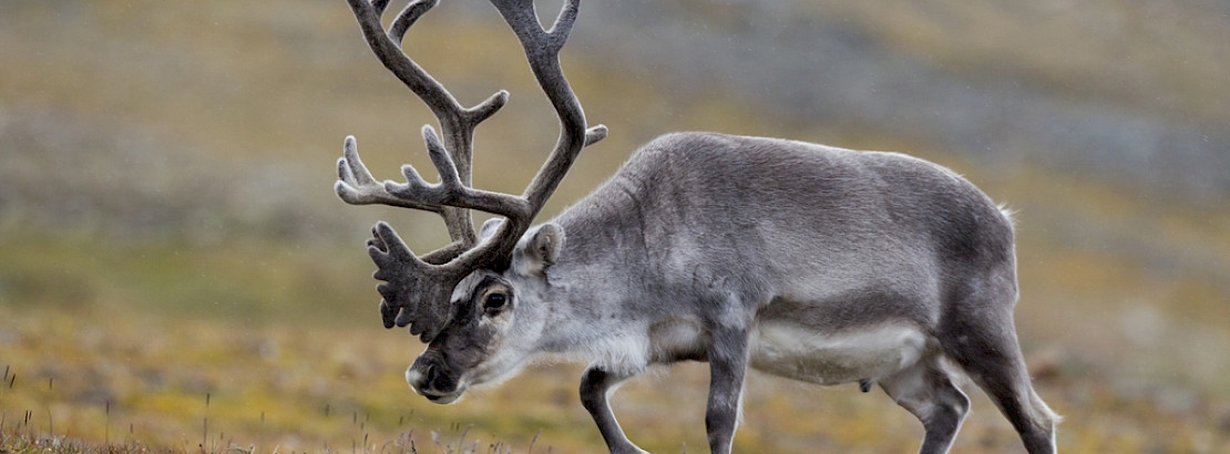 Caribou