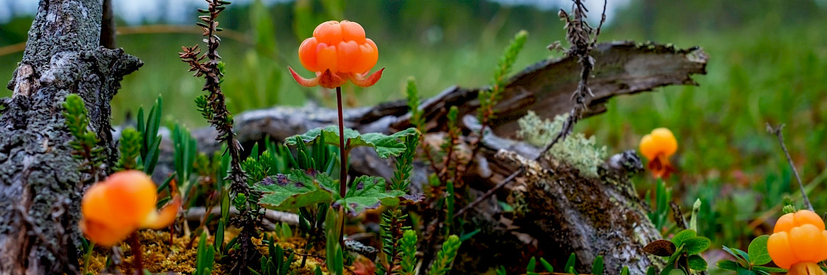 Cloudberries