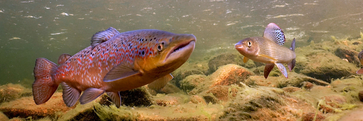 Salmon in the Teno river system.