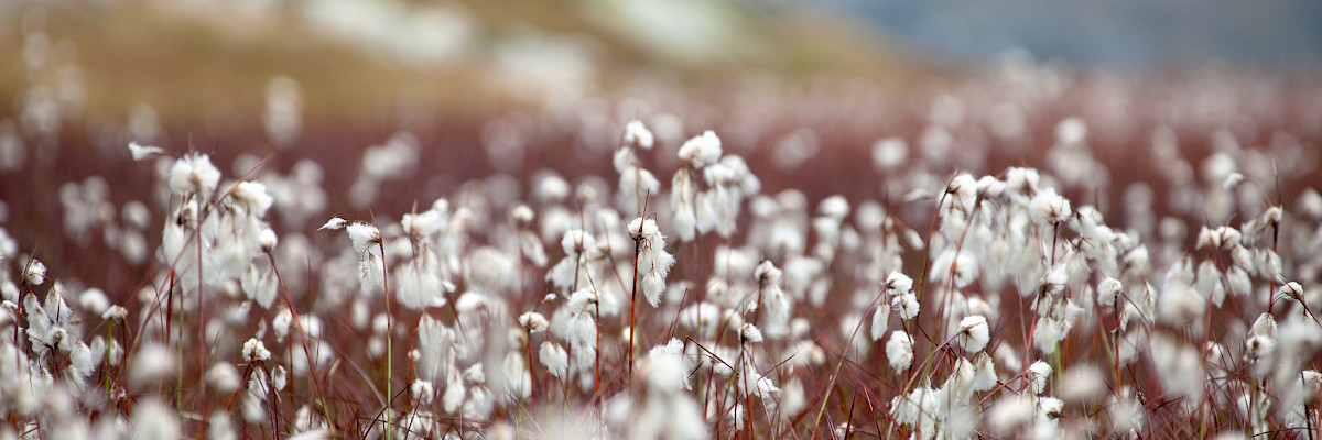 Cottongrass